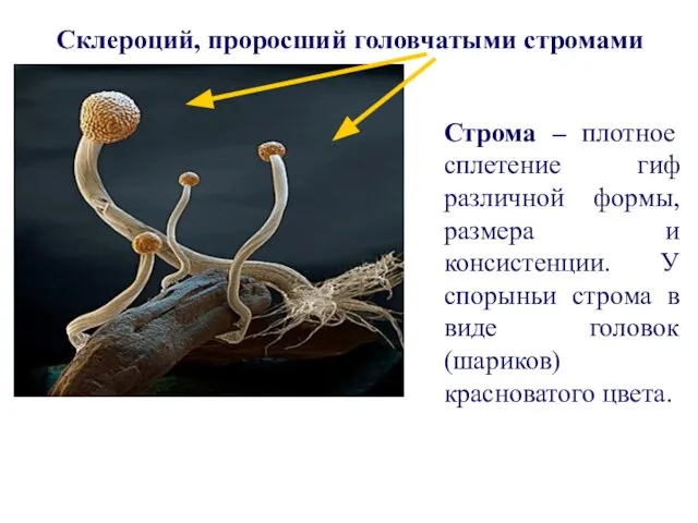 Склероций, проросший головчатыми стромами Строма – плотное сплетение гиф различной формы,