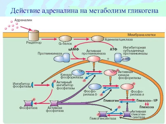 Действие адреналина на метаболизм гликогена