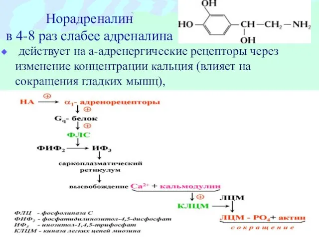 Норадреналин в 4-8 раз слабее адреналина действует на а-адренергические рецепторы через