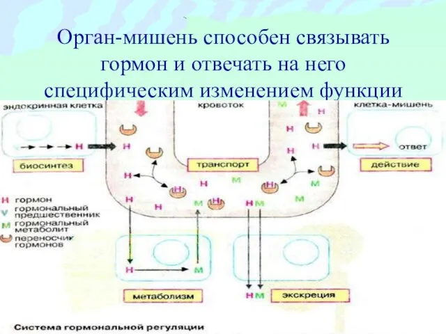 Орган-мишень способен связывать гормон и отвечать на него специфическим изменением функции