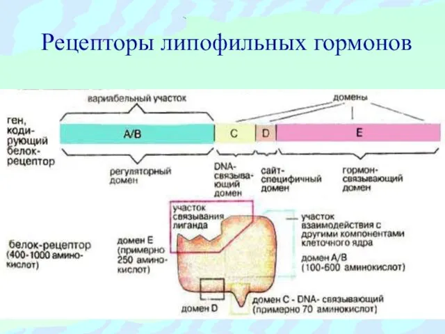 Рецепторы липофильных гормонов