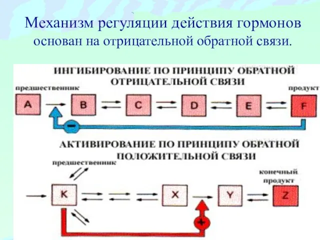 Механизм регуляции действия гормонов основан на отрицательной обратной связи.