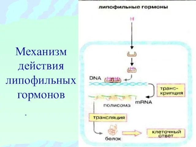 Механизм действия липофильных гормонов