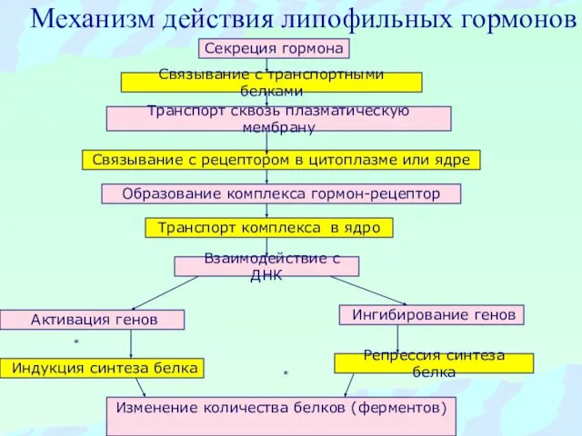 Механизм действия липофильных гормонов Секреция гормона Связывание с транспортными белками Транспорт