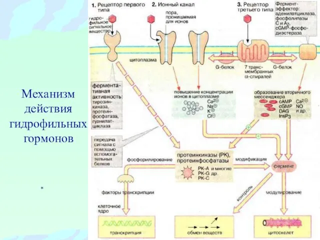 Механизм действия гидрофильных гормонов