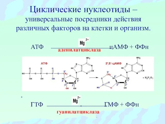 Циклические нуклеотиды – универсальные посредники действия различных факторов на клетки и