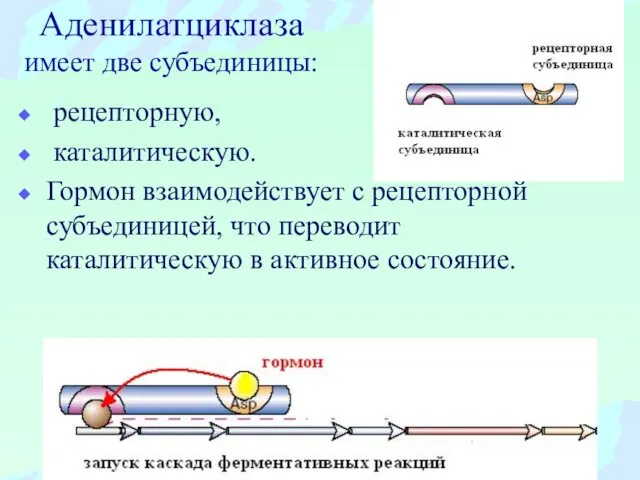 Аденилатциклаза имеет две субъединицы: рецепторную, каталитическую. Гормон взаимодействует с рецепторной субъединицей,