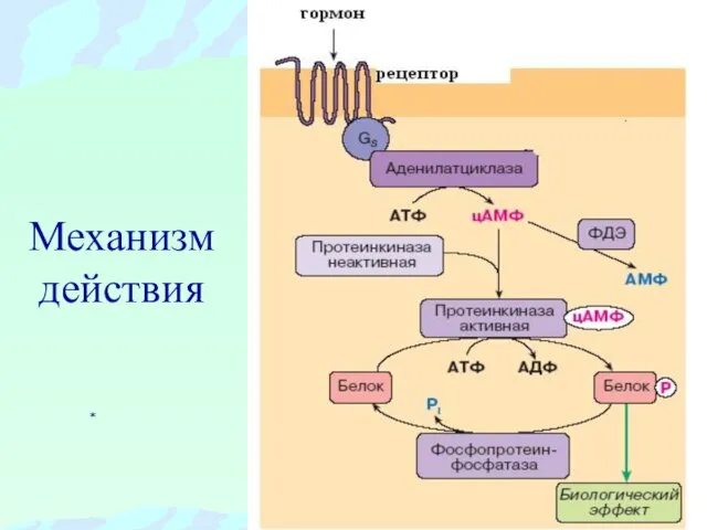 Механизм действия