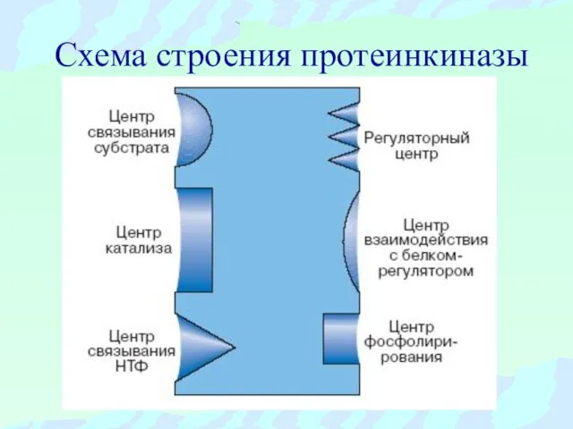 Схема строения протеинкиназы