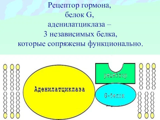 Рецептор гормона, белок G, аденилатциклаза – 3 независимых белка, которые сопряжены функционально.