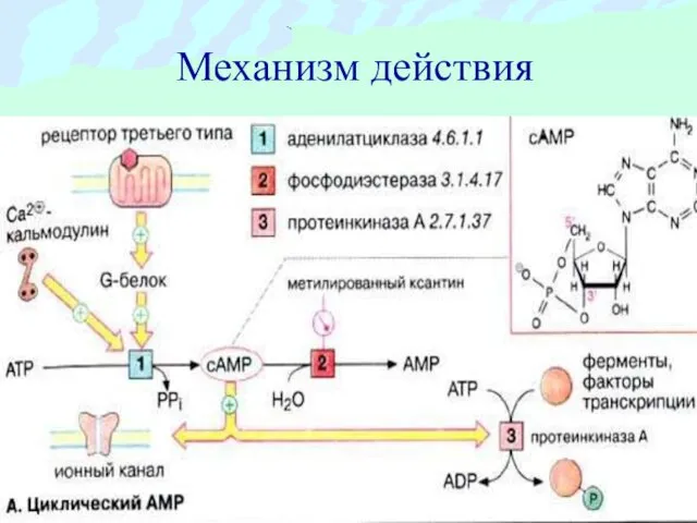 Механизм действия