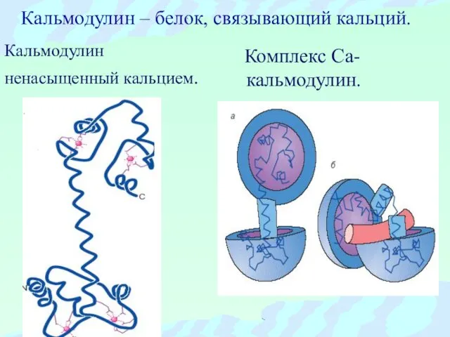 Кальмодулин – белок, связывающий кальций. Комплекс Са-кальмодулин. Кальмодулин ненасыщенный кальцием.