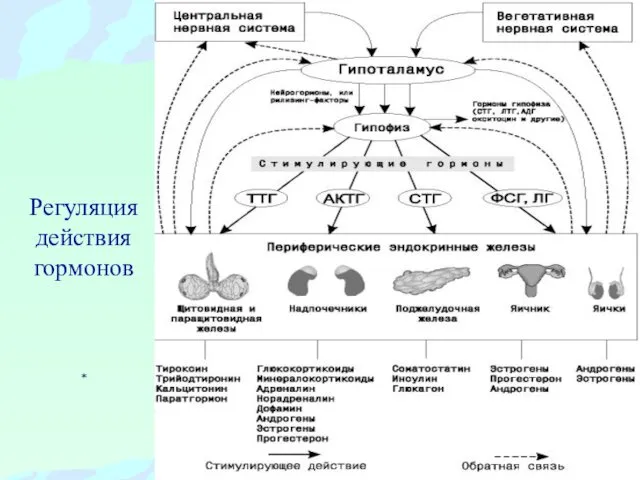 Регуляция действия гормонов