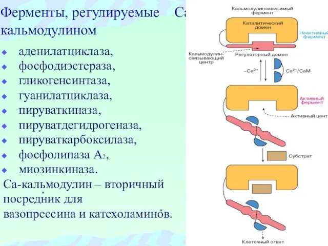 Ферменты, регулируемые Са-кальмодулином аденилатциклаза, фосфодиэстераза, гликогенсинтаза, гуанилатциклаза, пируваткиназа, пируватдегидрогеназа, пируваткарбоксилаза, фосфолипаза