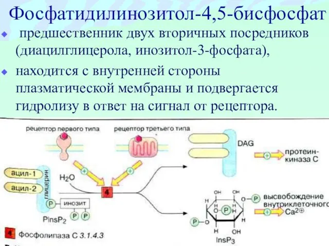 Фосфатидилинозитол-4,5-бисфосфат предшественник двух вторичных посредников (диацилглицерола, инозитол-3-фосфата), находится с внутренней стороны