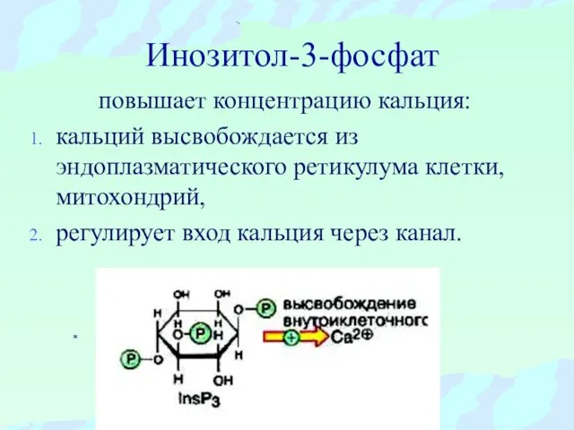 Инозитол-3-фосфат повышает концентрацию кальция: кальций высвобождается из эндоплазматического ретикулума клетки, митохондрий, регулирует вход кальция через канал.