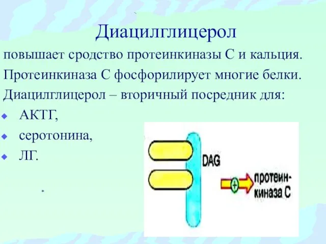 Диацилглицерол повышает сродство протеинкиназы С и кальция. Протеинкиназа С фосфорилирует многие