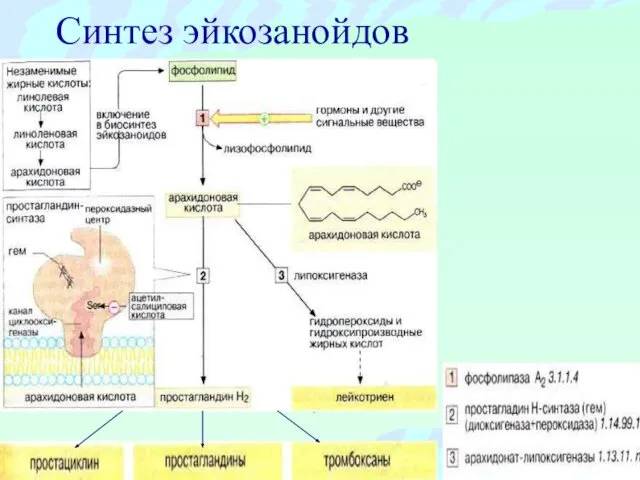 Синтез эйкозанойдов
