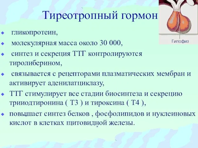 Тиреотропный гормон гликопротеин, молекулярная масса около 30 000, синтез и секреция