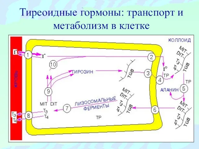 Тиреоидные гормоны: транспорт и метаболизм в клетке