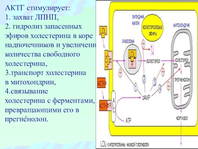 АКТГ стимулирует: 1. захват ЛПНП, 2. гидролиз запасенных эфиров холестерина в