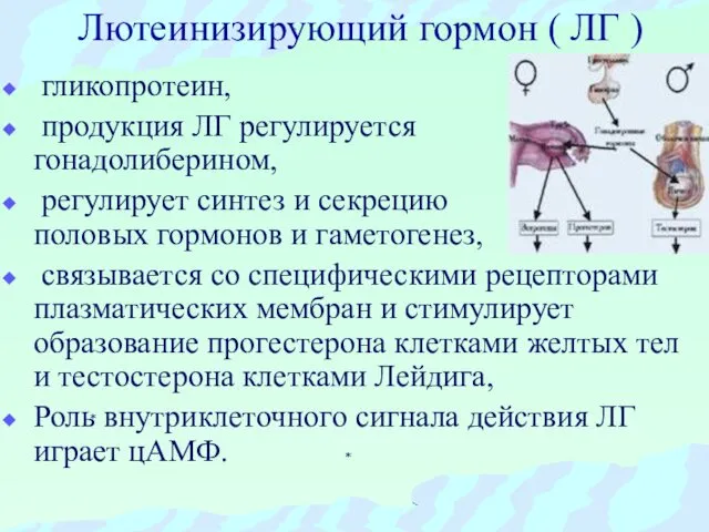 Лютеинизирующий гормон ( ЛГ ) гликопротеин, продукция ЛГ регулируется гонадолиберином, регулирует