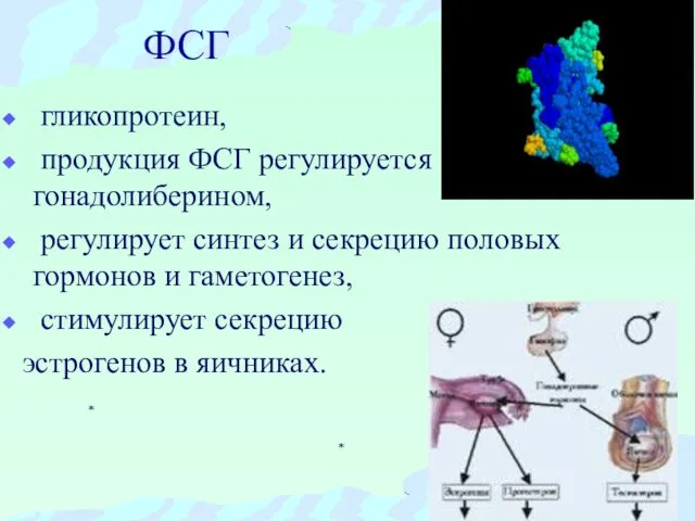 ФСГ гликопротеин, продукция ФСГ регулируется гонадолиберином, регулирует синтез и секрецию половых