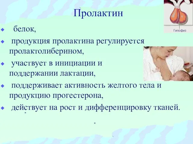 Пролактин белок, продукция пролактина регулируется пролактолиберином, участвует в инициации и поддержании