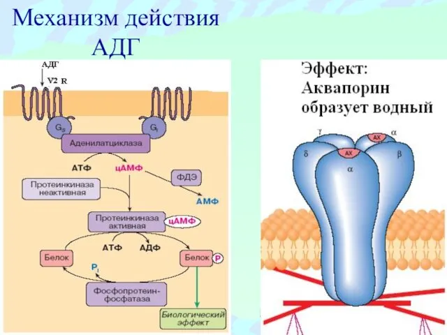 Механизм действия АДГ