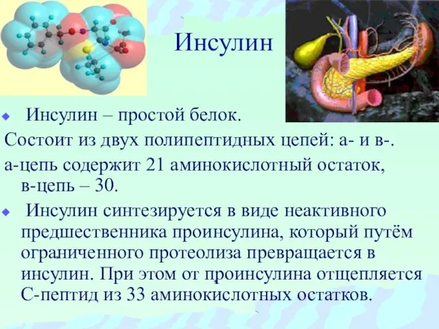 Инсулин Инсулин – простой белок. Состоит из двух полипептидных цепей: а-