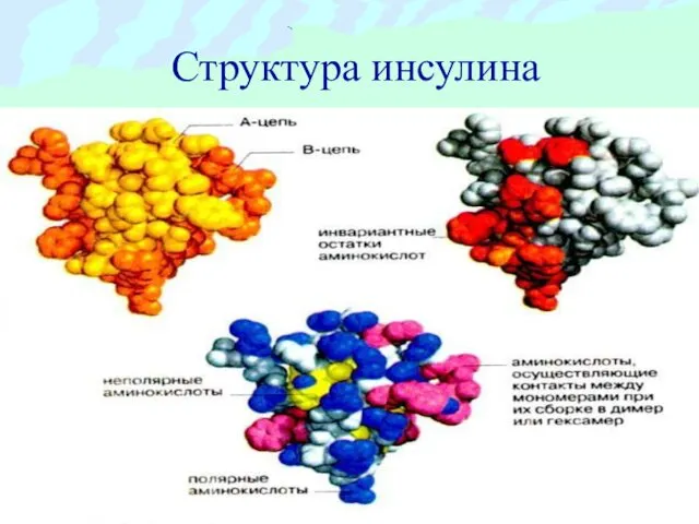 Структура инсулина