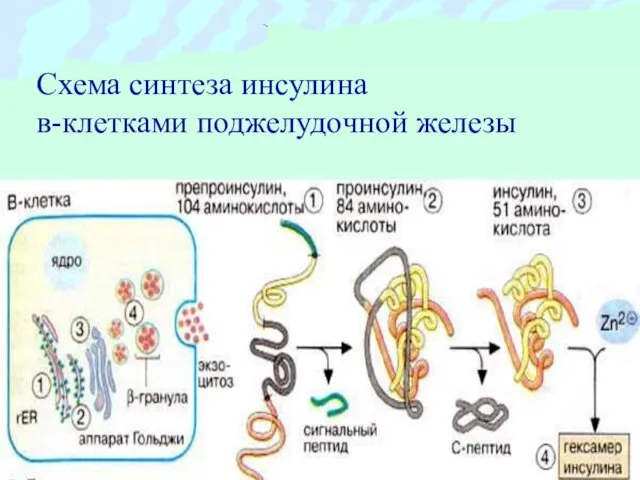 Схема синтеза инсулина в-клетками поджелудочной железы