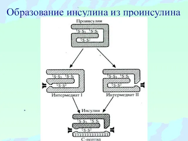 Образование инсулина из проинсулина