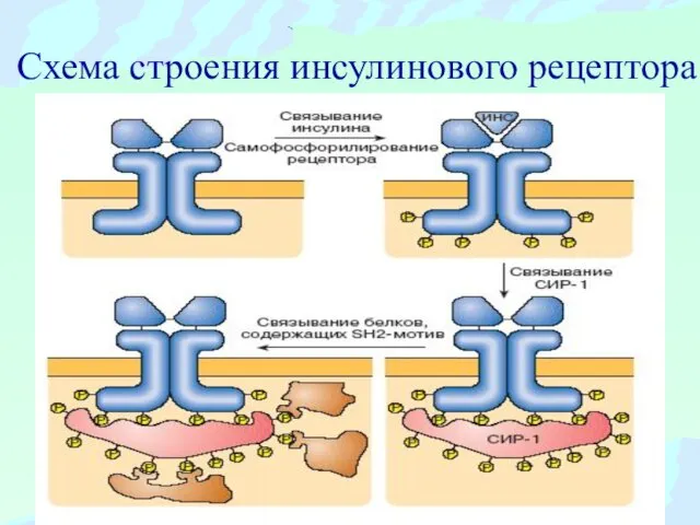 Схема строения инсулинового рецептора