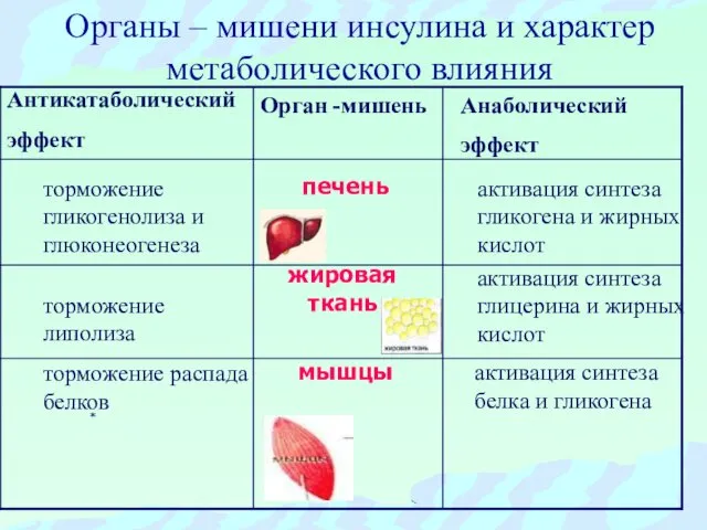 Органы – мишени инсулина и характер метаболического влияния Антикатаболический эффект Анаболический