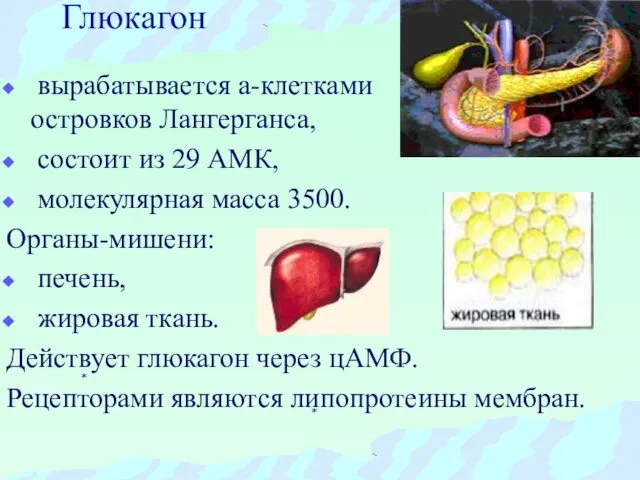 Глюкагон вырабатывается а-клетками островков Лангерганса, состоит из 29 АМК, молекулярная масса