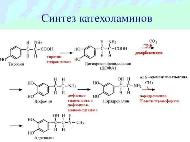 Синтез катехоламинов