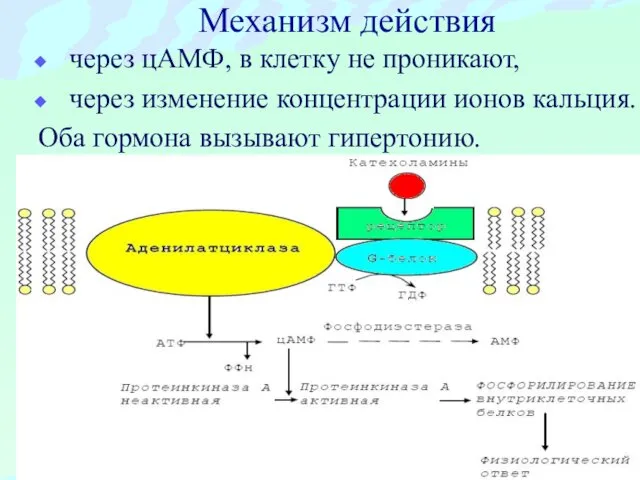 Механизм действия через цАМФ, в клетку не проникают, через изменение концентрации