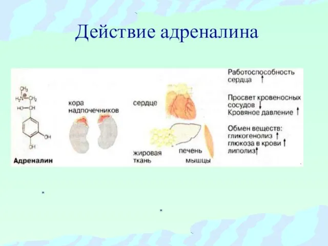 Действие адреналина