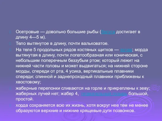 Осетровые — довольно большие рыбы (белуга достигает в длину 4—5 м).