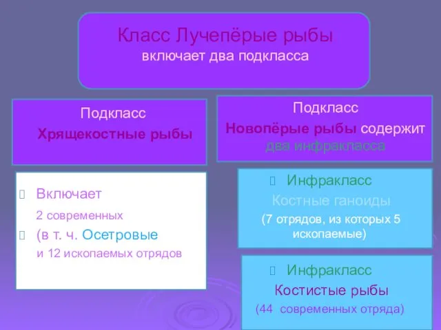 Класс Лучепёрые рыбы включает два подкласса Подкласс Хрящекостные рыбы Включает 2