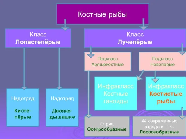 Костные рыбы Класс Лопастепёрые Класс Лучепёрые Надотряд Кисте-пёрые Надотряд Двояко- дышашие