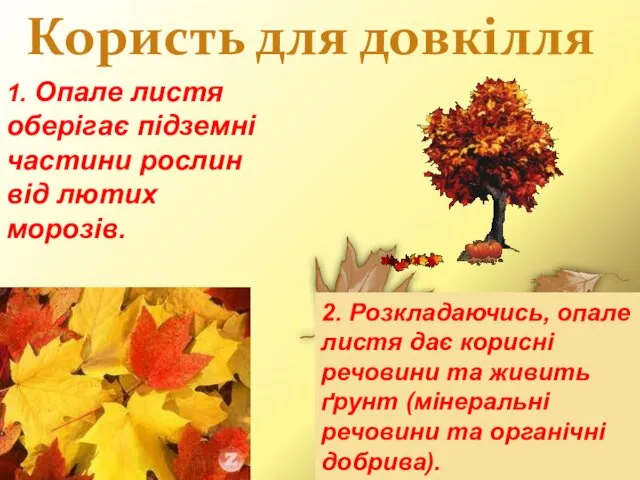 Користь для довкілля 1. Опале листя оберігає підземні частини рослин від