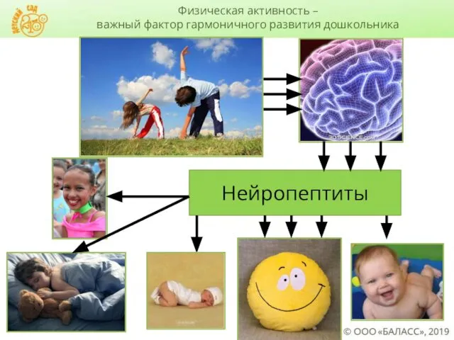 Нейропептиты Физическая активность – важный фактор гармоничного развития дошкольника