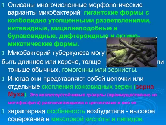 Описаны многочисленные морфологические варианты микобактерий: гигантские формы с колбовидно утолщенными разветвлениями,