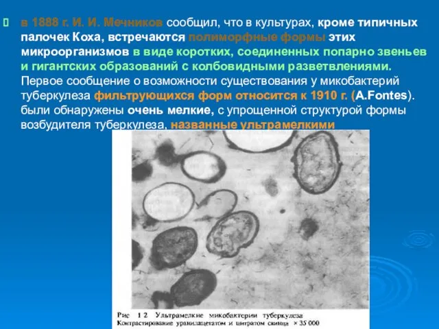 в 1888 г. И. И. Мечников сообщил, что в культурах, кроме