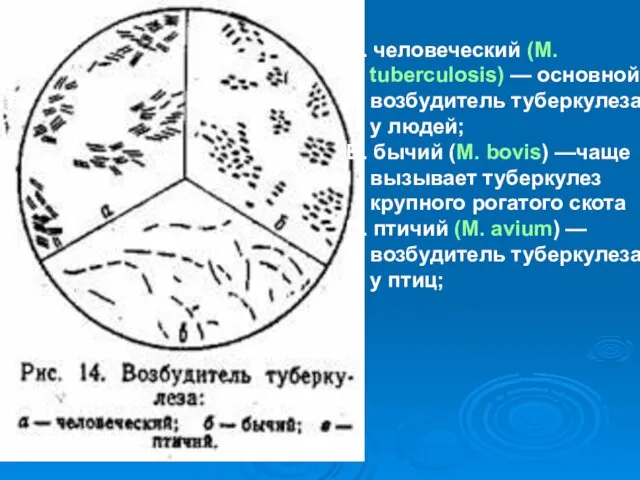 А. человеческий (М. tuberculosis) — основной возбудитель туберкулеза у людей; Б.