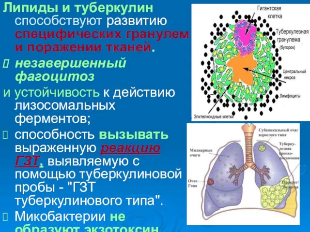 Липиды и туберкулин способствуют развитию специфических гранулем и поражении тканей. незавершенный