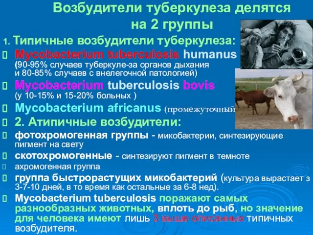 Возбудители туберкулеза делятся на 2 группы 1. Типичные возбудители туберкулеза: Mycobacterium