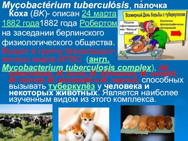 Mycobactérium tuberculósis, па́лочка Ко́ха (BK)- описан 24 марта 1882 года1882 года